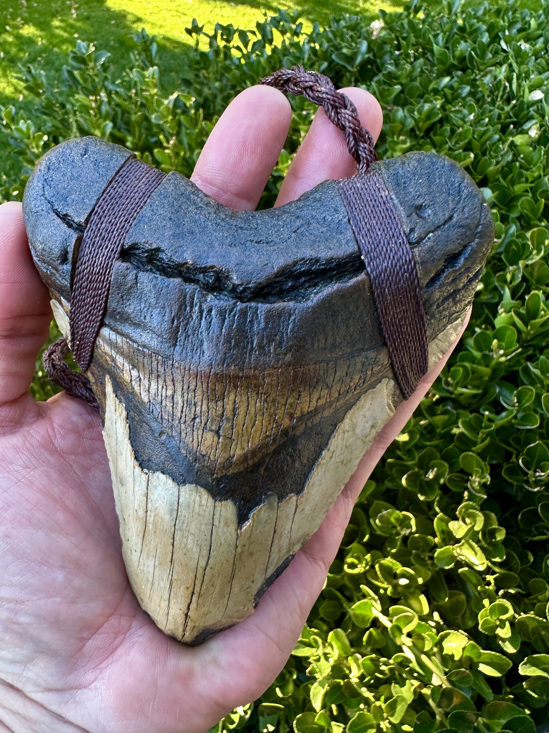 Megalodon Tooth